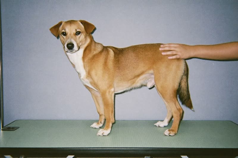 A dog being handled calmly on the grooming table