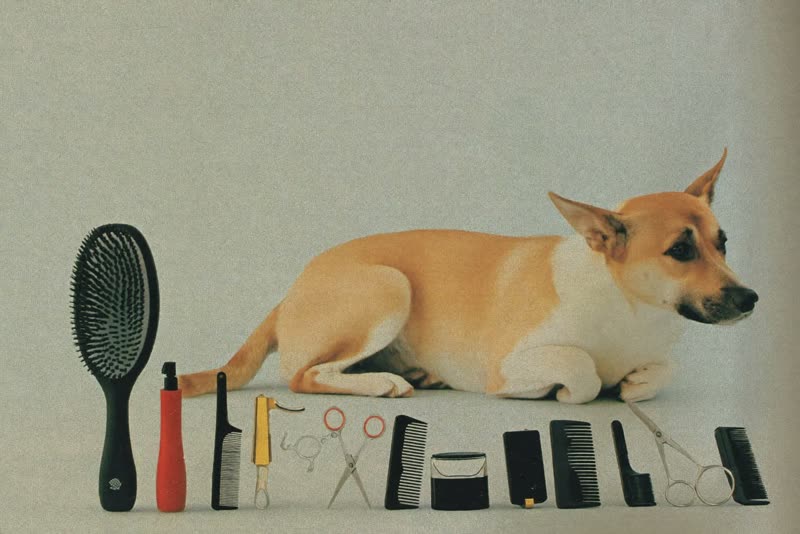 Grooming tools laid out beside a relaxed dog