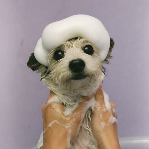 Small dog being shampooed in the bath