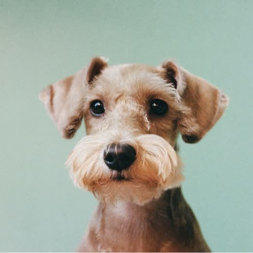 Dog with a freshly clipped coat