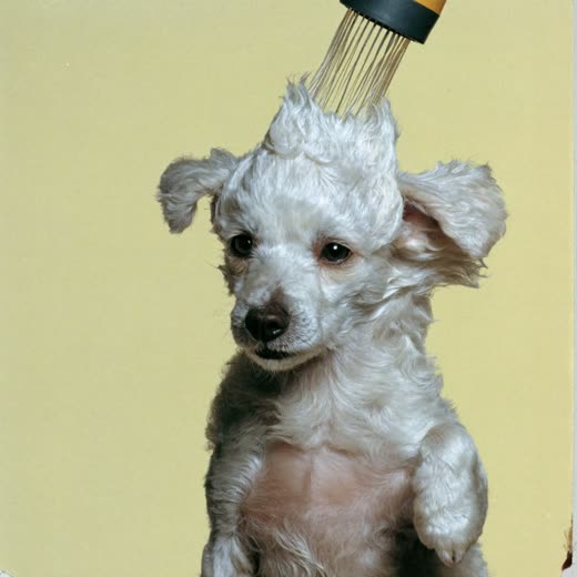 Small white dog being blow-dried
